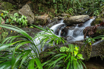 Beautiful waterfall in a tropical rainforest in a magical environment. Silk effect water in long...