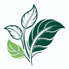 Fototapeta premium Botanical Illustration of Green Leaves with Delicate Veins on a White Background Ideal for Eco Friendly Designs