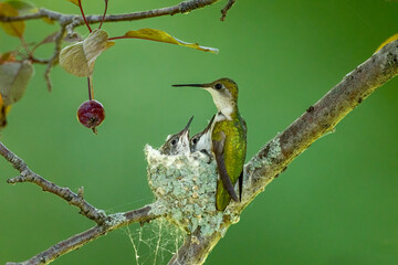 Ruby-throated Hummingbird female at nest with young taken in central MN