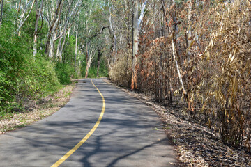 road in the forest with trees burned by fire at countryside
