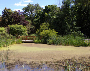 Summer park's landscape with trees and flower beds