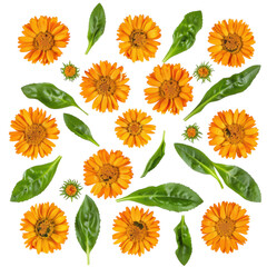 Vibrant Calendula Flowers and Green Leaves, Floral Pattern