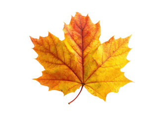 Fototapeta premium Close-up of a vibrant autumn maple leaf. Distinctly colored orange-yellow, with a detailed veined structure. Dark red stem. Isolated against a pure black background
