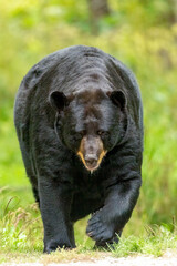 Fototapeta premium American Black Bear