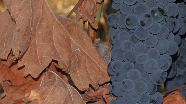 uvas negras moradas oto&ntilde;o vi&ntilde;a vi&ntilde;edo 