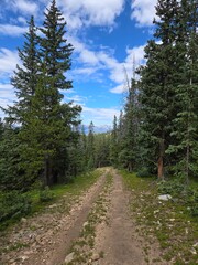 Fototapeta premium road in the forest