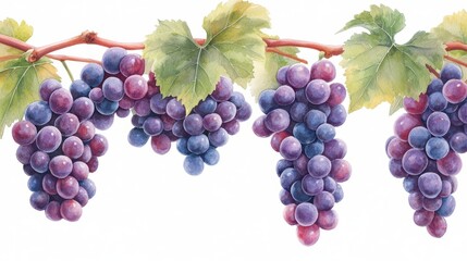 Obraz premium Vibrant Watercolor Grapes with Green Leaves on White Background