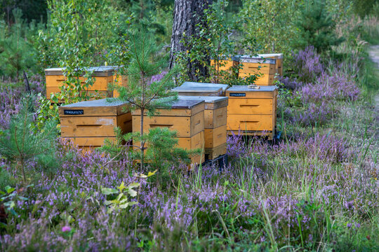 bee hives in a forest