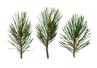 Close-up of three pine boughs against a black background. 