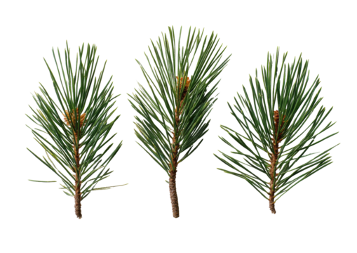 Close-up of three pine boughs against a black background. 