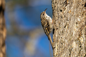 Brown Creeper