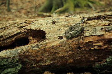 Wood boring insect exit holes in decaying forest log