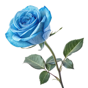 Blue rose isolated on transparent or white background png elegant blue flower png delicate floral png isolated bloom png white background png rose flower png botanical illustration png