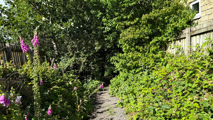 A dirt path cuts through lush greenery and vibrant foxgloves, dappled in sunlight beneath the...