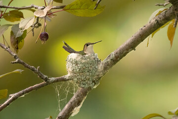 Ruby-throated Hummingbird
