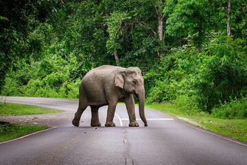 Thai elephant is walking across the road at Khao Yai National Park, Thailand. Protect the...