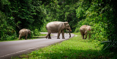 Naklejka premium Thai elephant family is walking across the road at Khao Yai National Park, Thailand. Protect the endangered species such as elephant, Conservation of wildlife and nature concept.