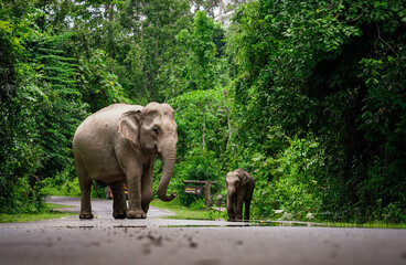 Mother elephant and baby elephant are walking on the road at Khao Yai National Park, Thailand....