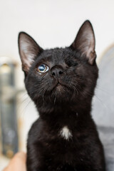 Charming Portrait of an Adorable OneEyed Black Kitten