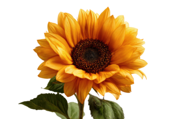 Close-up of a vibrant, golden sunflower, against a black background.  Petals are soft orange-yellow, and the center is a rich brown.  Dark green leaves accentuate the flower's stem