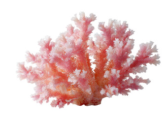 Naklejka premium Close-up of a delicate, pink coral