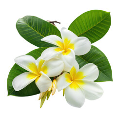 Fototapeta premium Fresh plumeria blossoms with vibrant leaves, tropical floral arrangement