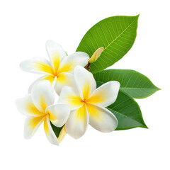 Fresh frangipani blossoms with green leaves, tropical floral arrangement