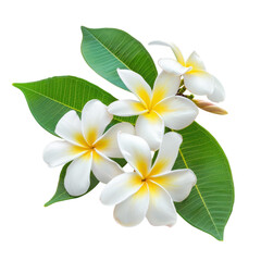 Naklejka premium Fresh frangipani flowers with green leaves on a tropical setting