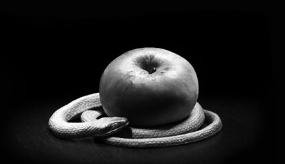 The snake lies near the apple