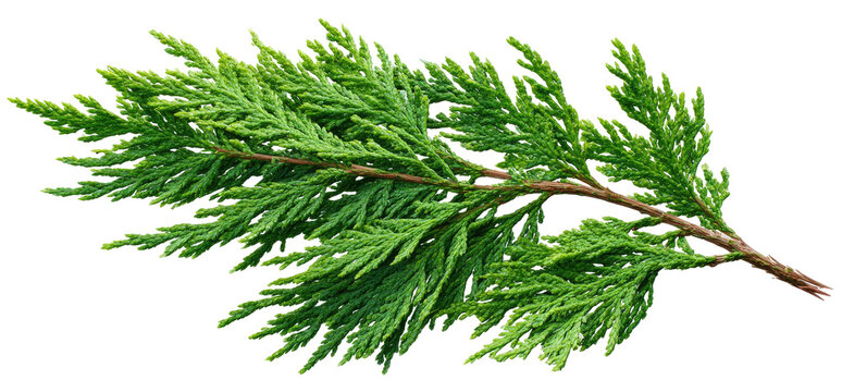 Detailed close-up of a branch with vibrant green foliage