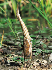 The little bittern heron bird in camouflage position, Ixobrychus minutus