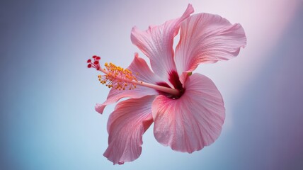 Pink hibiscus flower with detailed stamens