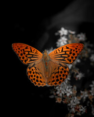 Blazing Orange Butterfly Suspended in Shadow Over Faded Floral Depth