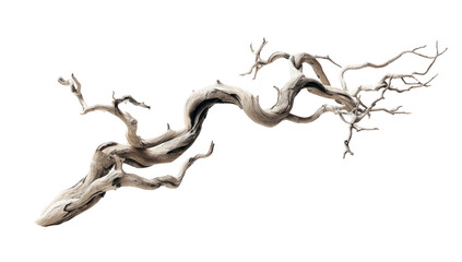 Intricate, light beige, gnarled, flowing, bonsai-like root system,  against a stark black background