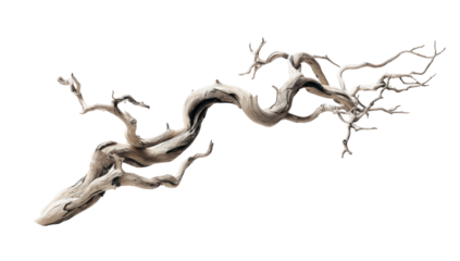 Intricate, light beige, gnarled, flowing, bonsai-like root system,  against a stark black background