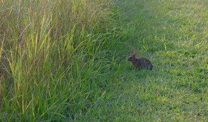 Small Rabbit Hiding in Tall Grass at Dusk