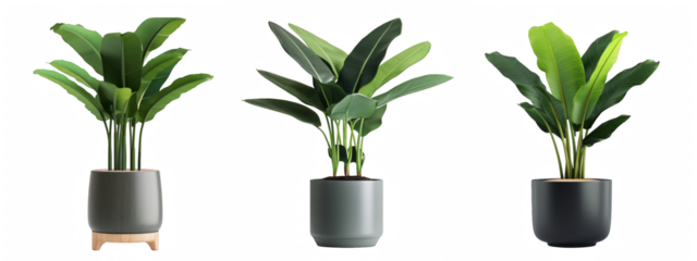 Three vibrant banana plants in modern pots, perfect for stylish interior decorating projects and adding a tropical touch