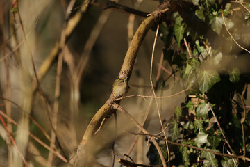 Roitelet hupp&eacute; (Regulus regulus)
Regulus regulus in its natural element

