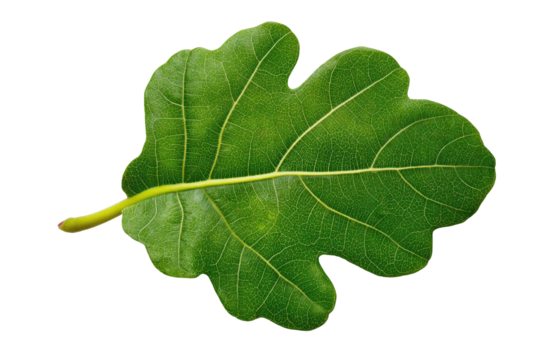 Close-up of a vibrant green leaf,  showing distinct veins and a  lobed shape