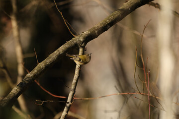 Roitelet huppé (Regulus regulus) Regulus regulus in its natural element  © Eric