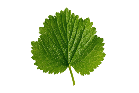 Close-up of a vibrant green leaf, sharply detailed, exhibiting fine veins and serrated edges