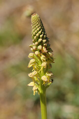 Orchis homme-pendu (Orchis anthropophora)
Orchis anthropophora in flower
