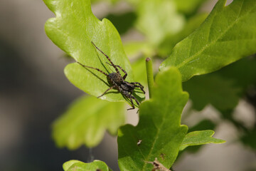 Pardosa sp.
Pardosa sp. in its natural element
