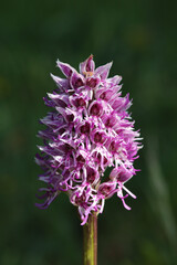 Orchis singe (Orchis simia)
Orchis simia in flower
