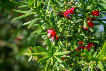 Close-up of sunlit Taxus baccata branch with crimson berry-like cones resembling tiny mushrooms,...