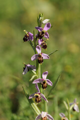 Ophrys abeille (Ophrys apifera)
Ophrys apifera in flower
