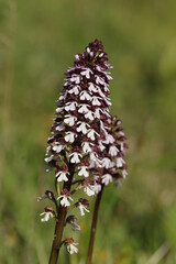 Orchis pourpre (Orchis purpurea)
Orchis purpurea in flower
