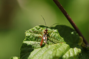Priopoda apicaria
Priopoda apicaria in its natural element
