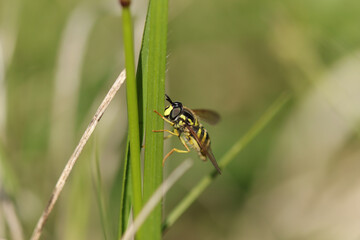 Chrysotoxe prudent (Chrysotoxum cautum)
Chrysotoxum cautum in its natural element
