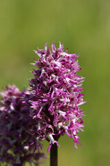 Orchis x angusticruris (O. purpurea x O. simia)
O. purpurea x O. simia in flower
